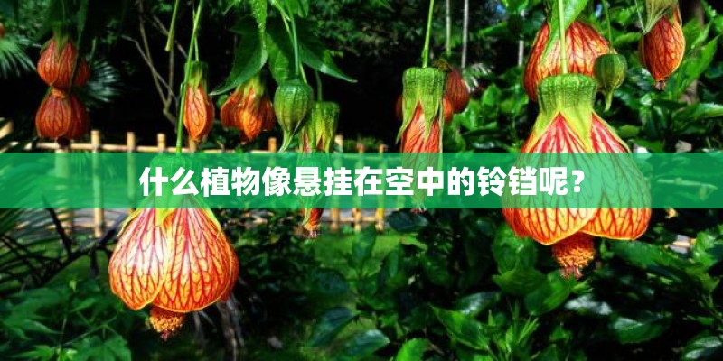 什么植物像悬挂在空中的铃铛呢? 什么植物像悬挂在空中的铃铛呢?