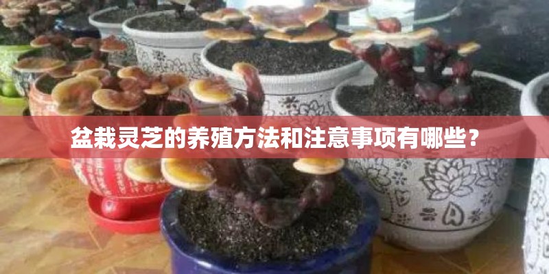 盆栽灵芝的养殖方法和注意事项有哪些? 盆栽灵芝的养殖方法和注意事项有哪些?