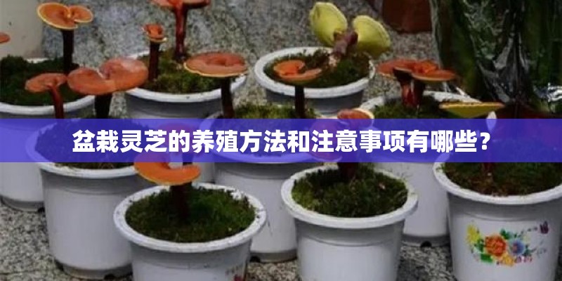 盆栽灵芝的养殖方法和注意事项有哪些? 盆栽灵芝的养殖方法和注意事项有哪些?