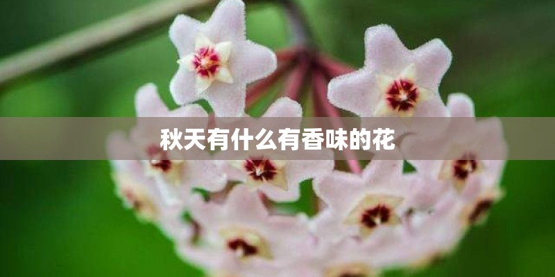 秋天有什么有香味的花 秋天有什么有香味的花