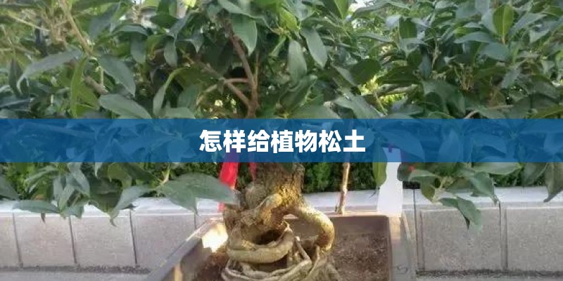 怎样给植物松土