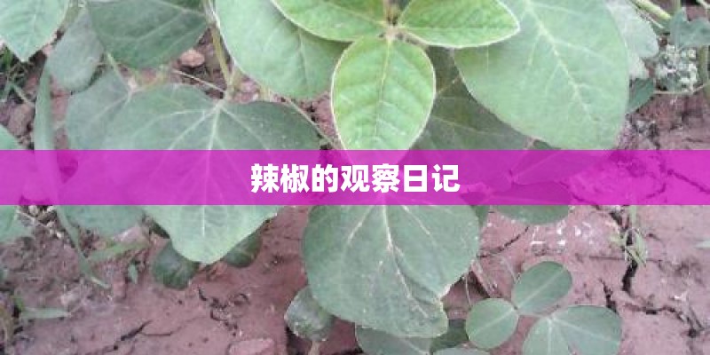 辣椒的观察日记 辣椒的观察日记