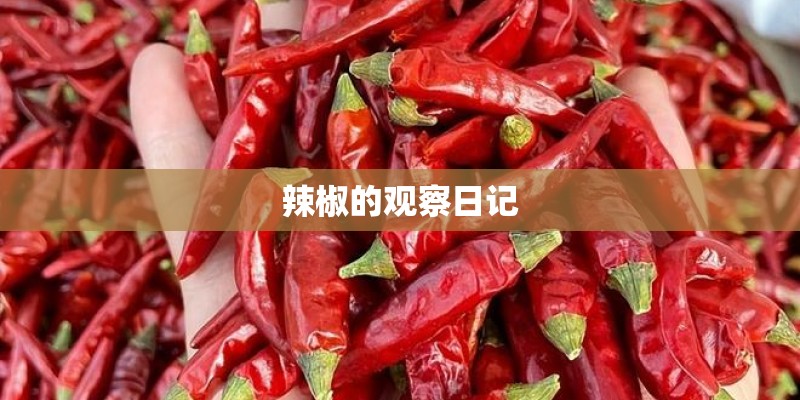 辣椒的观察日记 辣椒的观察日记
