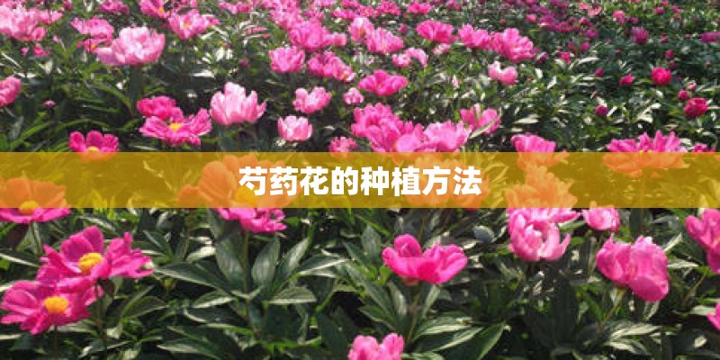 芍药花的种植方法