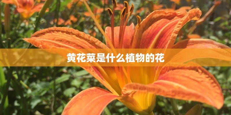 黄花菜是什么植物的花 黄花菜是什么植物的花