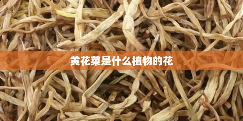 黄花菜是什么植物的花 黄花菜是什么植物的花