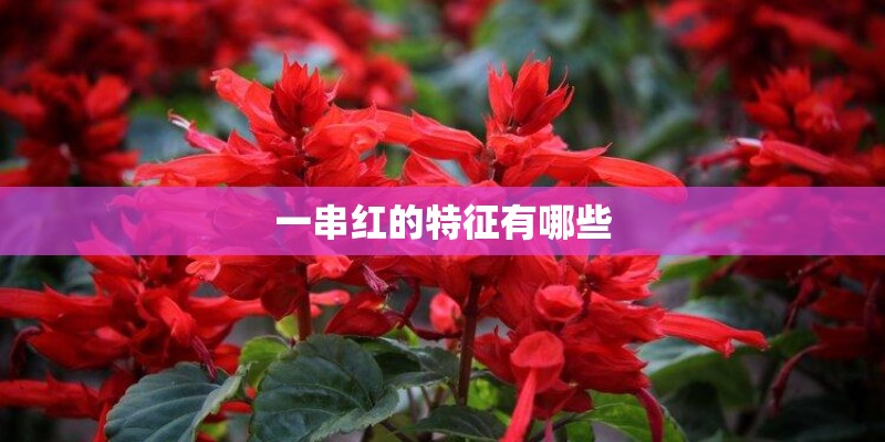 一串红的特征有哪些
