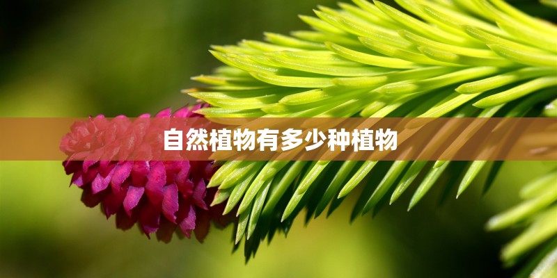 自然植物有多少种植物