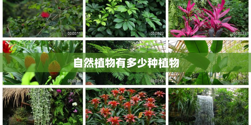 自然植物有多少种植物 自然植物有多少种植物