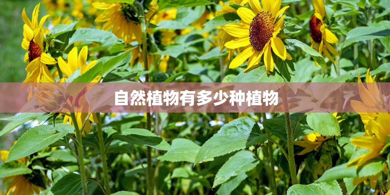 自然植物有多少种植物 自然植物有多少种植物