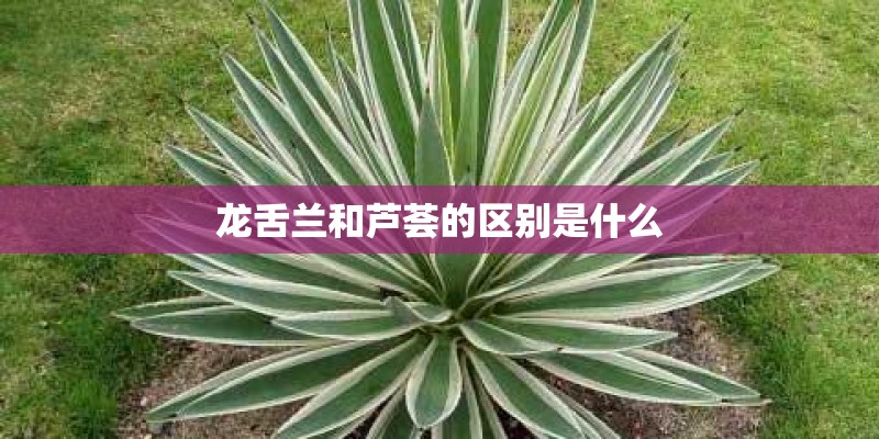 龙舌兰和芦荟的区别是什么 龙舌兰和芦荟的区别是什么