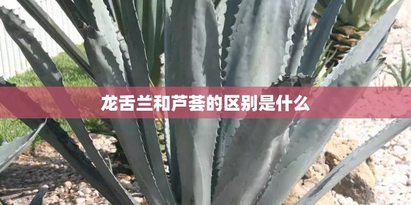 龙舌兰和芦荟的区别是什么 龙舌兰和芦荟的区别是什么