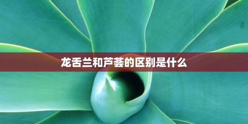 龙舌兰和芦荟的区别是什么 龙舌兰和芦荟的区别是什么
