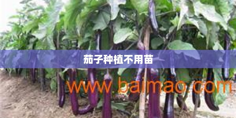 茄子种植不用苗