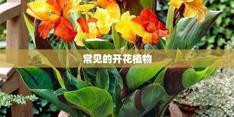 常见的开花植物