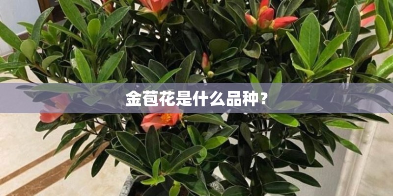 金苞花是什么品种？