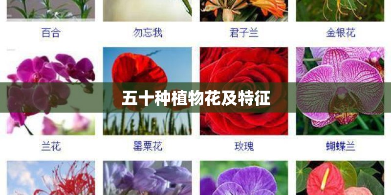 五十种植物花及特征