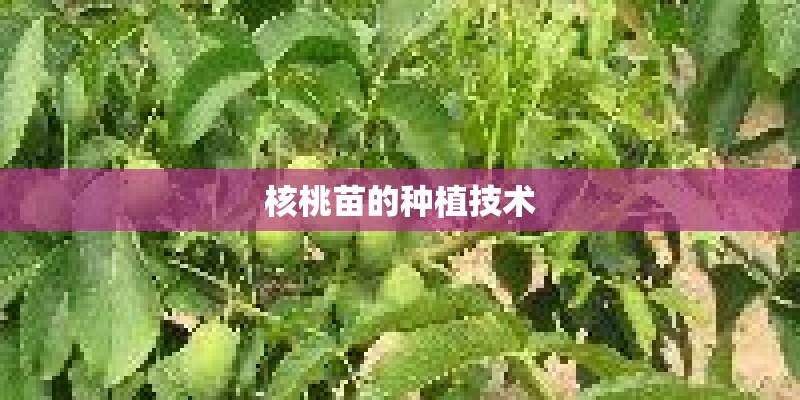 核桃苗的种植技术