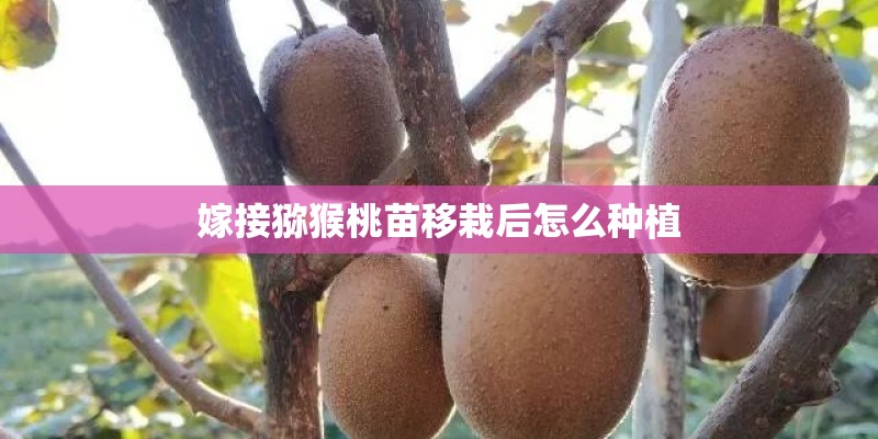 嫁接猕猴桃苗移栽后怎么种植