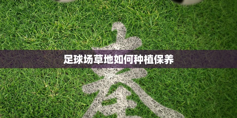足球场草地如何种植保养