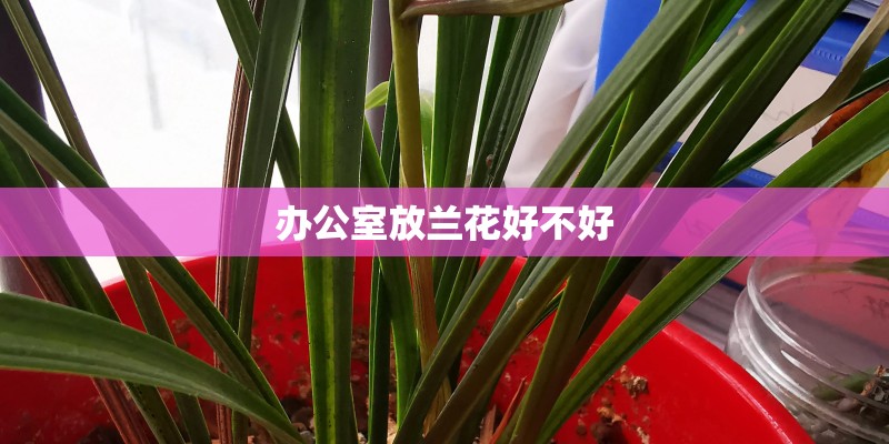 办公室放兰花好不好