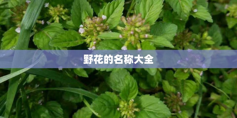 野花的名称大全