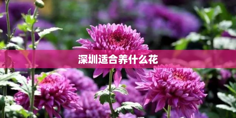 深圳适合养什么花