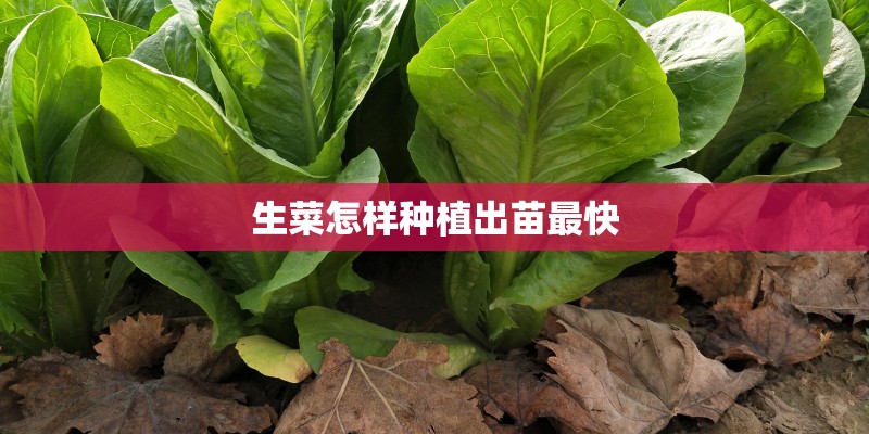生菜怎样种植出苗最快
