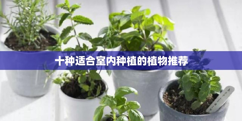 十种适合室内种植的植物推荐