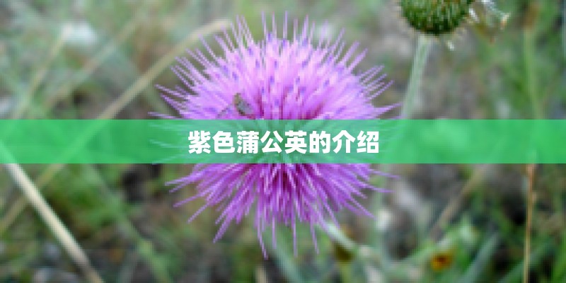 紫色蒲公英的介绍