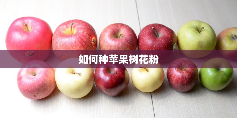 如何种苹果树花粉