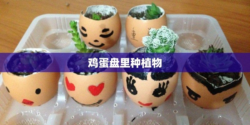 鸡蛋盘里种植物