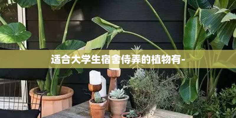 适合大学生宿舍侍弄的植物有-