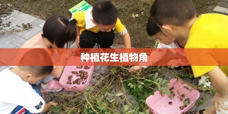 种植花生植物角