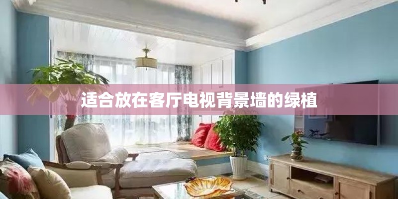 适合放在客厅电视背景墙的绿植