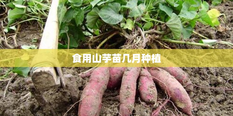 食用山芋苗几月种植