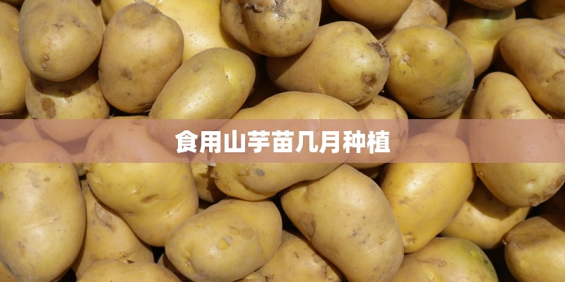 食用山芋苗几月种植
