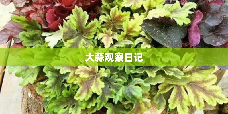 大蒜观察日记 大蒜观察日记