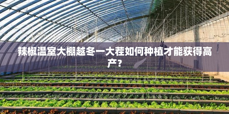 辣椒温室大棚越冬一大茬如何种植才能获得高产？