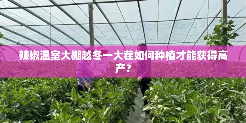 辣椒温室大棚越冬一大茬如何种植才能获得高产？