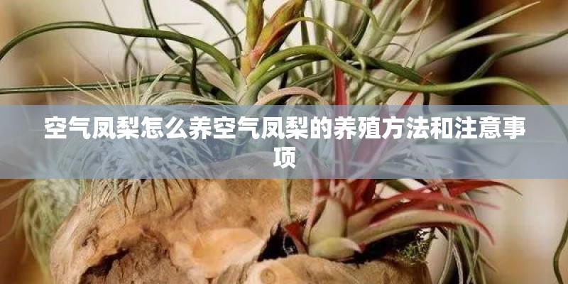 空气凤梨怎么养空气凤梨的养殖方法和注意事项 空气凤梨怎么养空气凤梨的养殖方法和注意事项