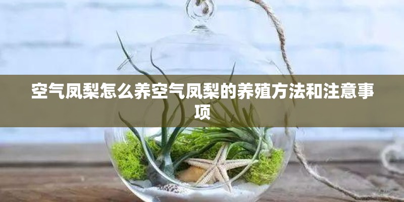 空气凤梨怎么养空气凤梨的养殖方法和注意事项 空气凤梨怎么养空气凤梨的养殖方法和注意事项