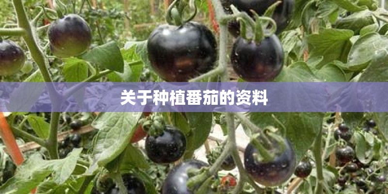 关于种植番茄的资料