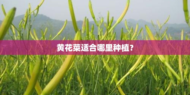 黄花菜适合哪里种植？