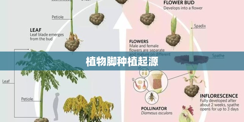 植物脚种植起源 植物脚种植起源
