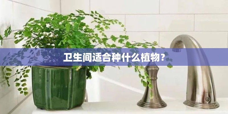 卫生间适合种什么植物？