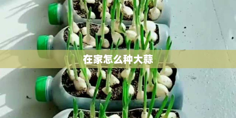 在家怎么种大蒜