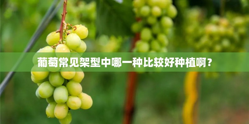 葡萄常见架型中哪一种比较好种植啊？