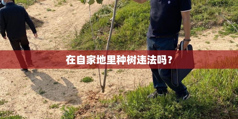 在自家地里种树违法吗? 在自家地里种树违法吗?