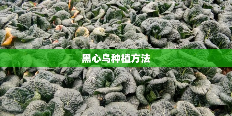 黑心乌种植方法